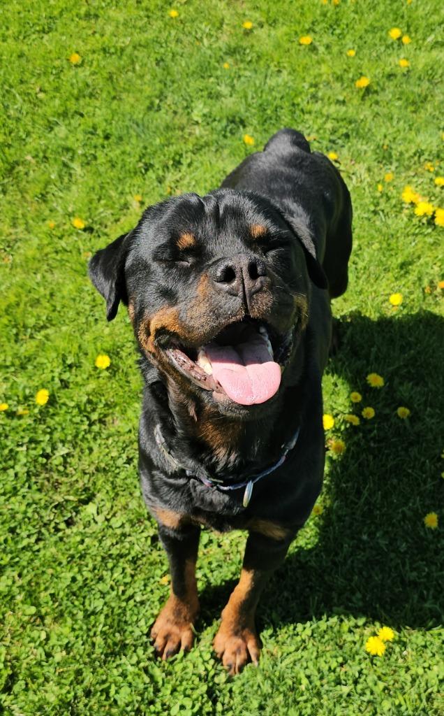 Enlarge Cindy Lou, a Adopted Rottweiler in Sprakers, NY image 2/6