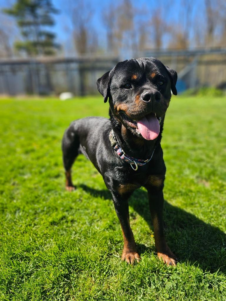 Enlarge Cindy Lou, a Adopted Rottweiler in Sprakers, NY image 3/6