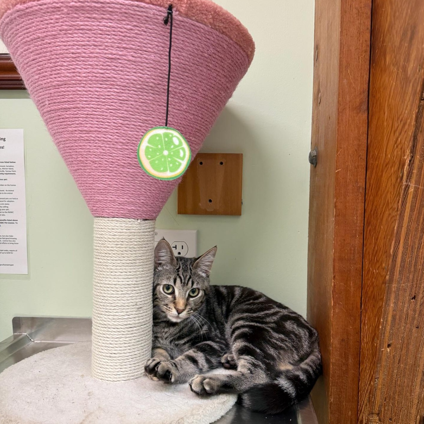 Brimstone, adopted, Kitten Male Siamese & Tabby.