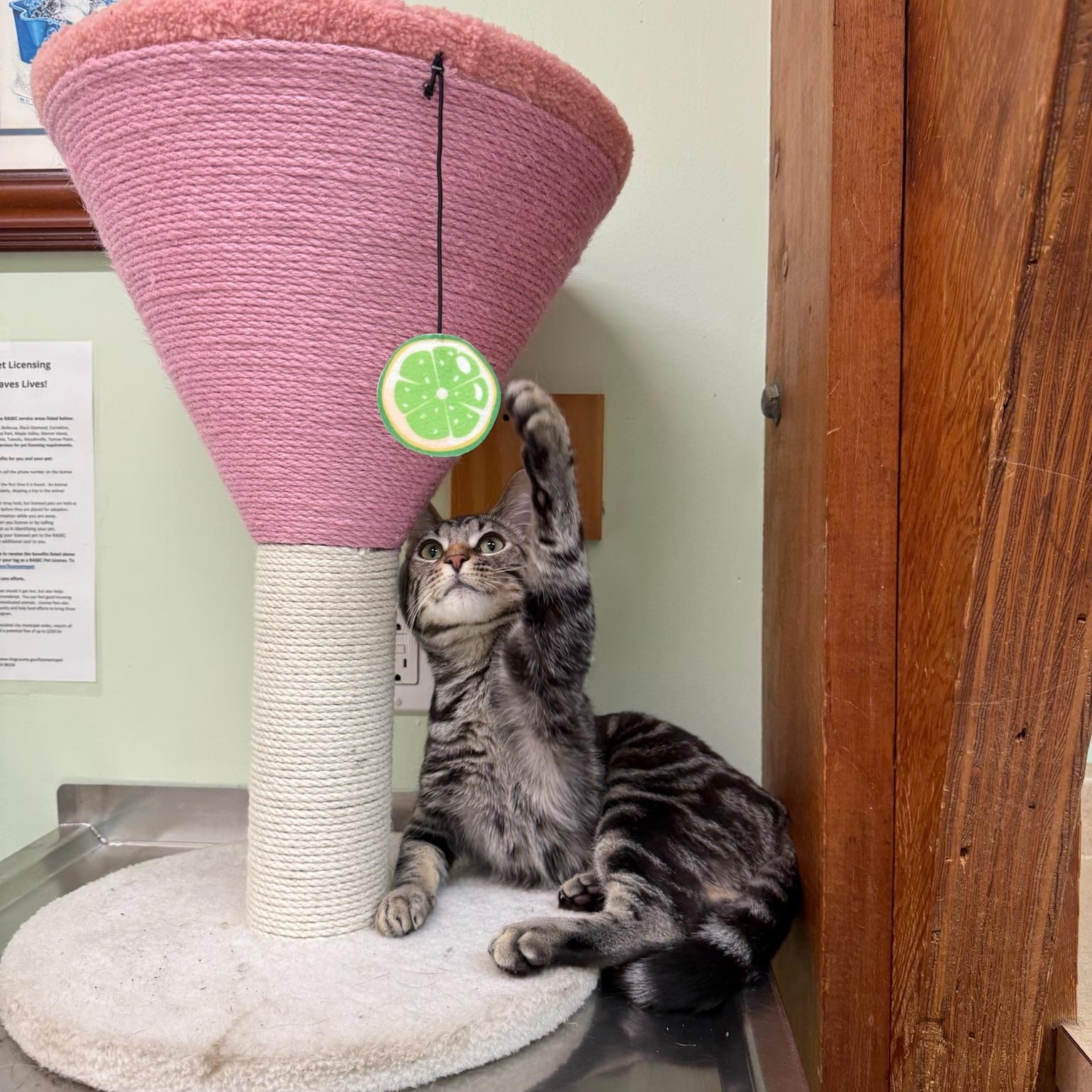 Enlarge Brimstone, an adopted mixed breed in Kent, WA image 2/4