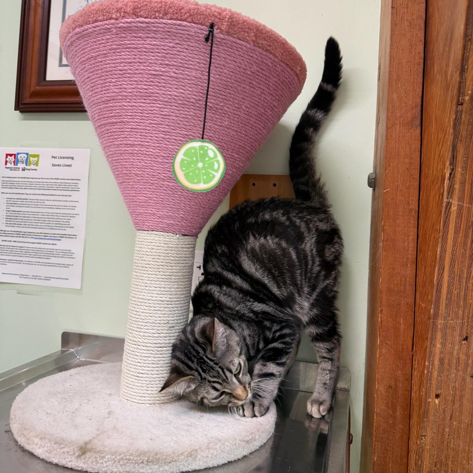 Enlarge Brimstone, an adopted mixed breed in Kent, WA image 3/4