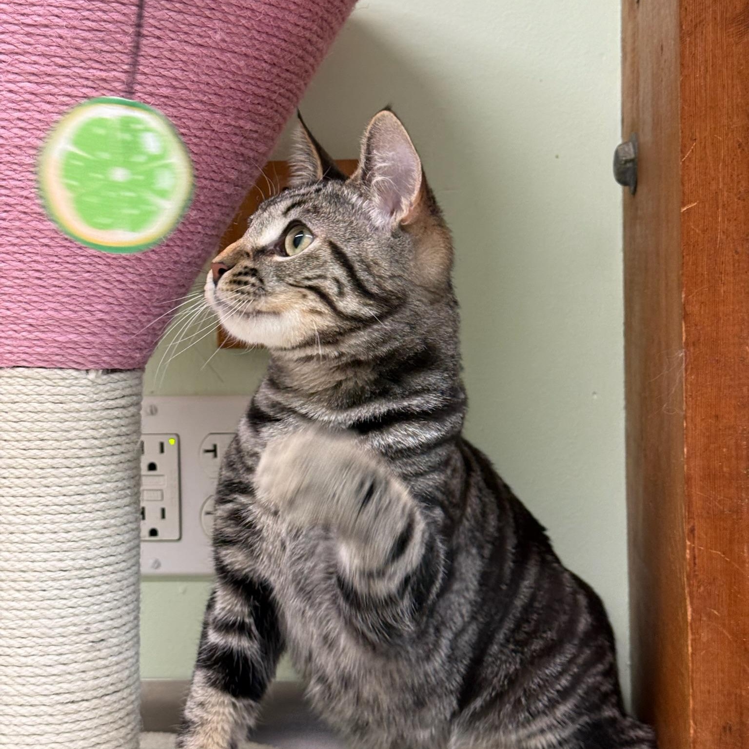 Enlarge Brimstone, an adopted mixed breed in Kent, WA image 4/4