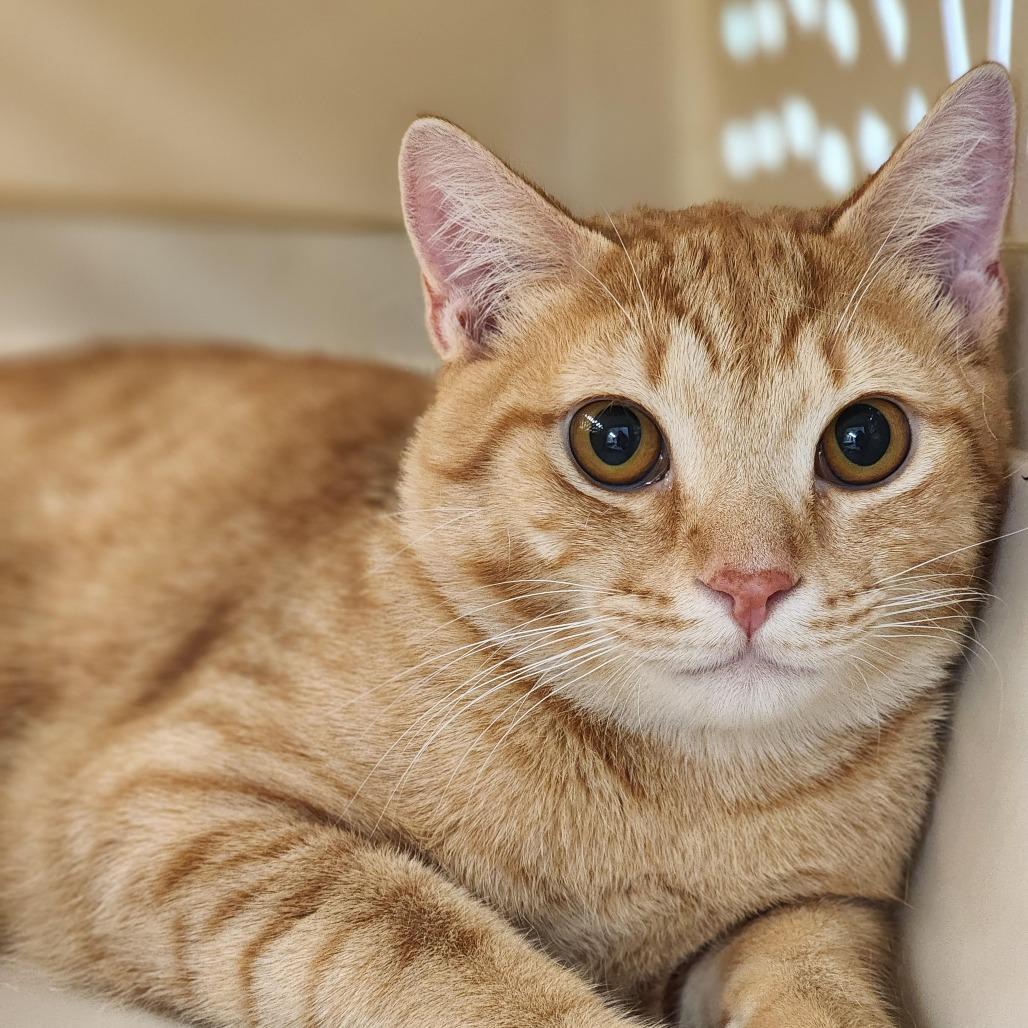 Ronny, Adoptable, Young Male Domestic Short Hair.