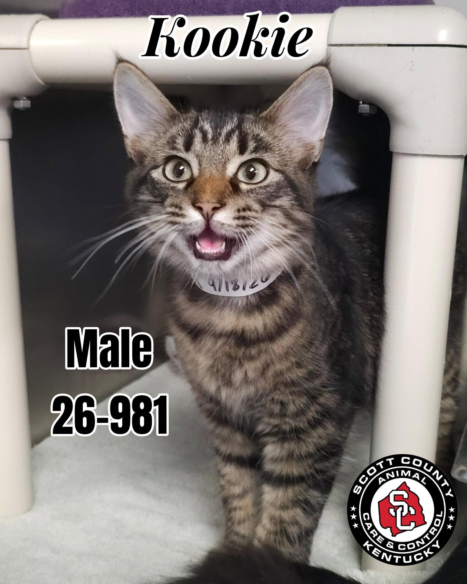 Kookie, Adoptable, Young Male Domestic Medium Hair.