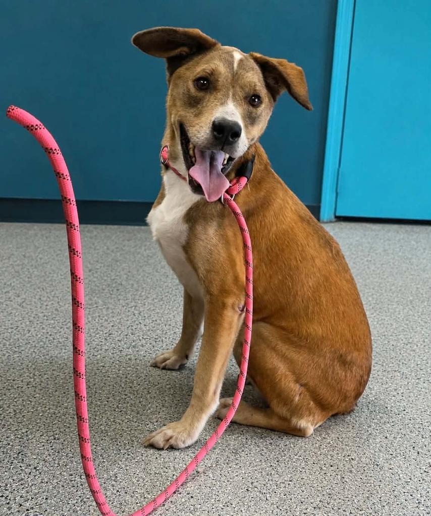 Enlarge Huck, a Adoptable mixed breed in Livingston, LA image 1/1