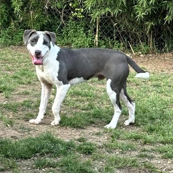 Amos, Adult Male Terrier
