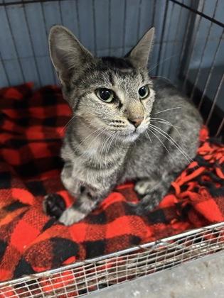 Enlarge Harper, a Adoptable Domestic Short Hair in Bartlesville, OK image 1/1