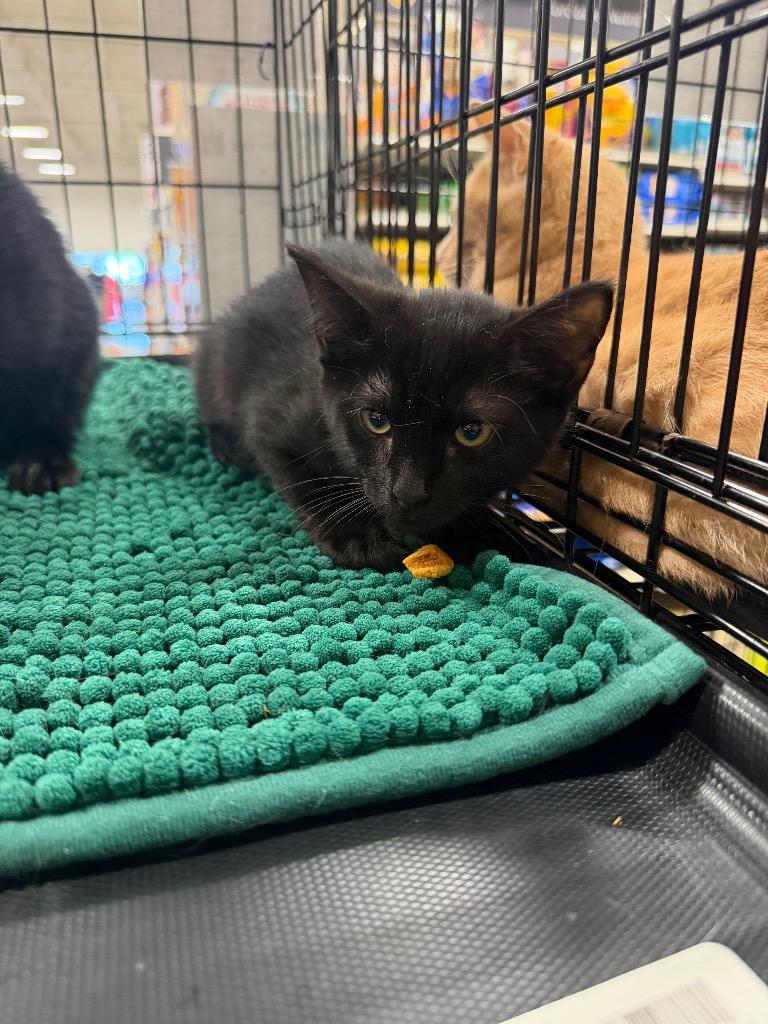 Enlarge Honey Ham, a Adoptable Domestic Short Hair in warrenville, SC image 1/1