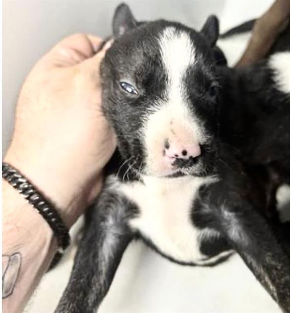 A650947 — thumbnail 2