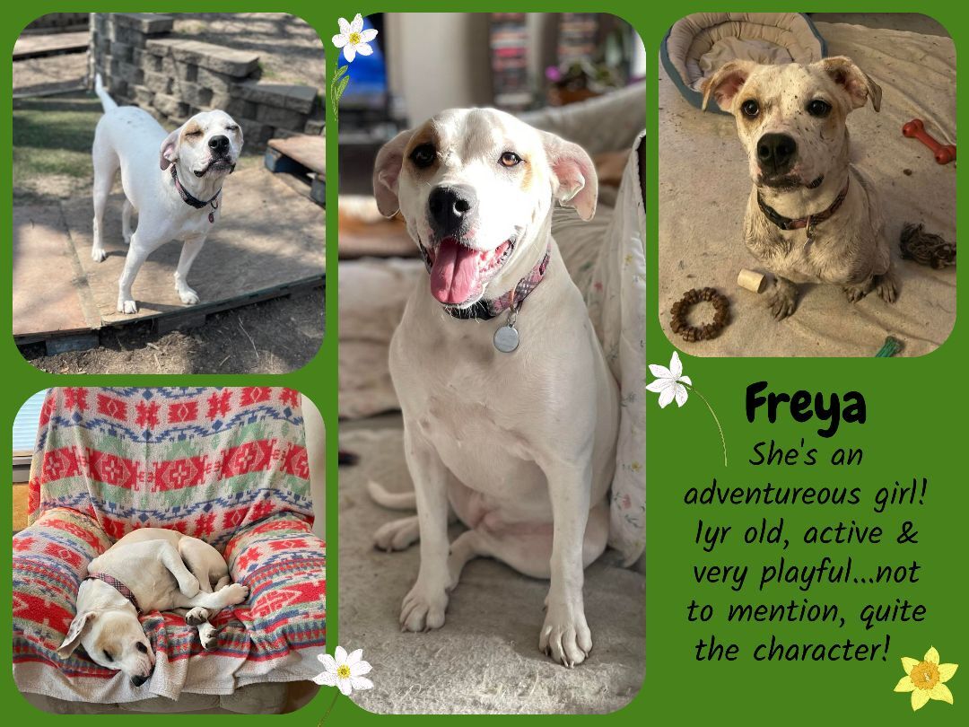 Enlarge Freya, a Adoptable mixed breed in Creston, IA image 5/6