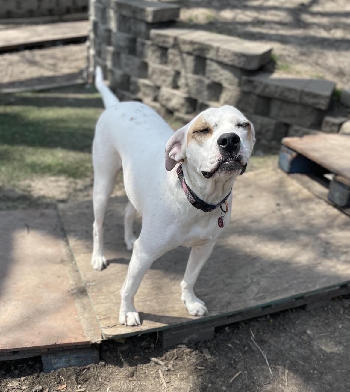 Freya, an adoptable American Bulldog, Pit Bull Terrier in Creston, IA, 50801 | Photo Image 1