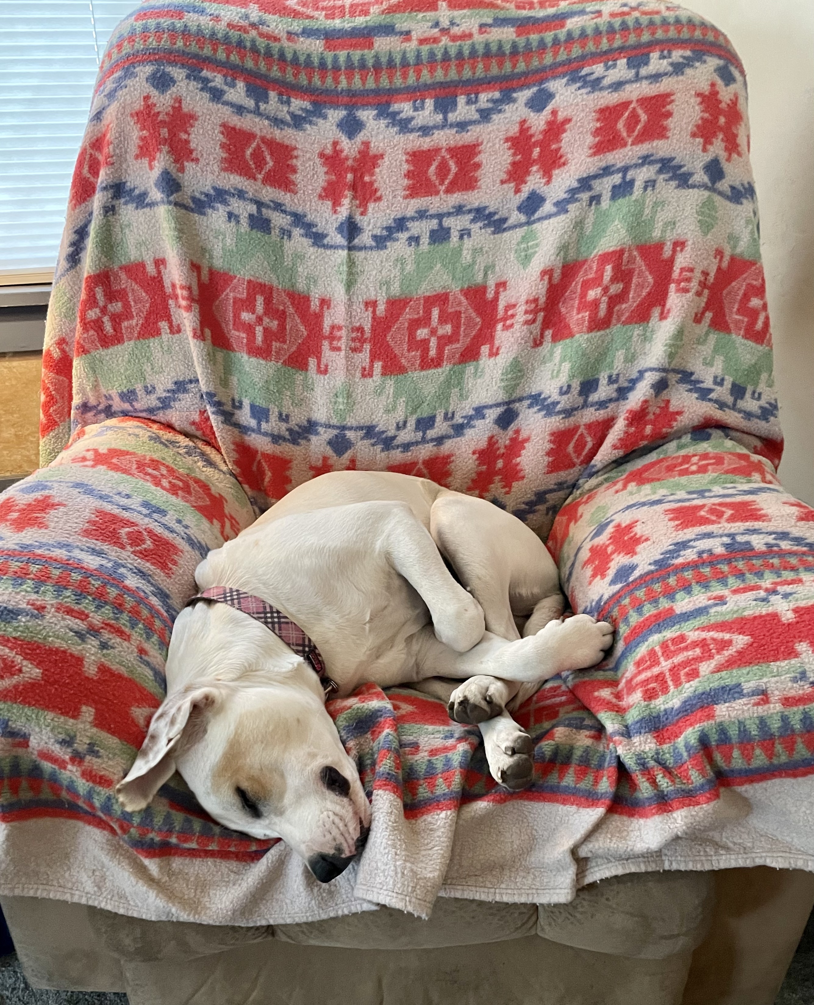 Enlarge Freya, a Adoptable mixed breed in Creston, IA image 6/6