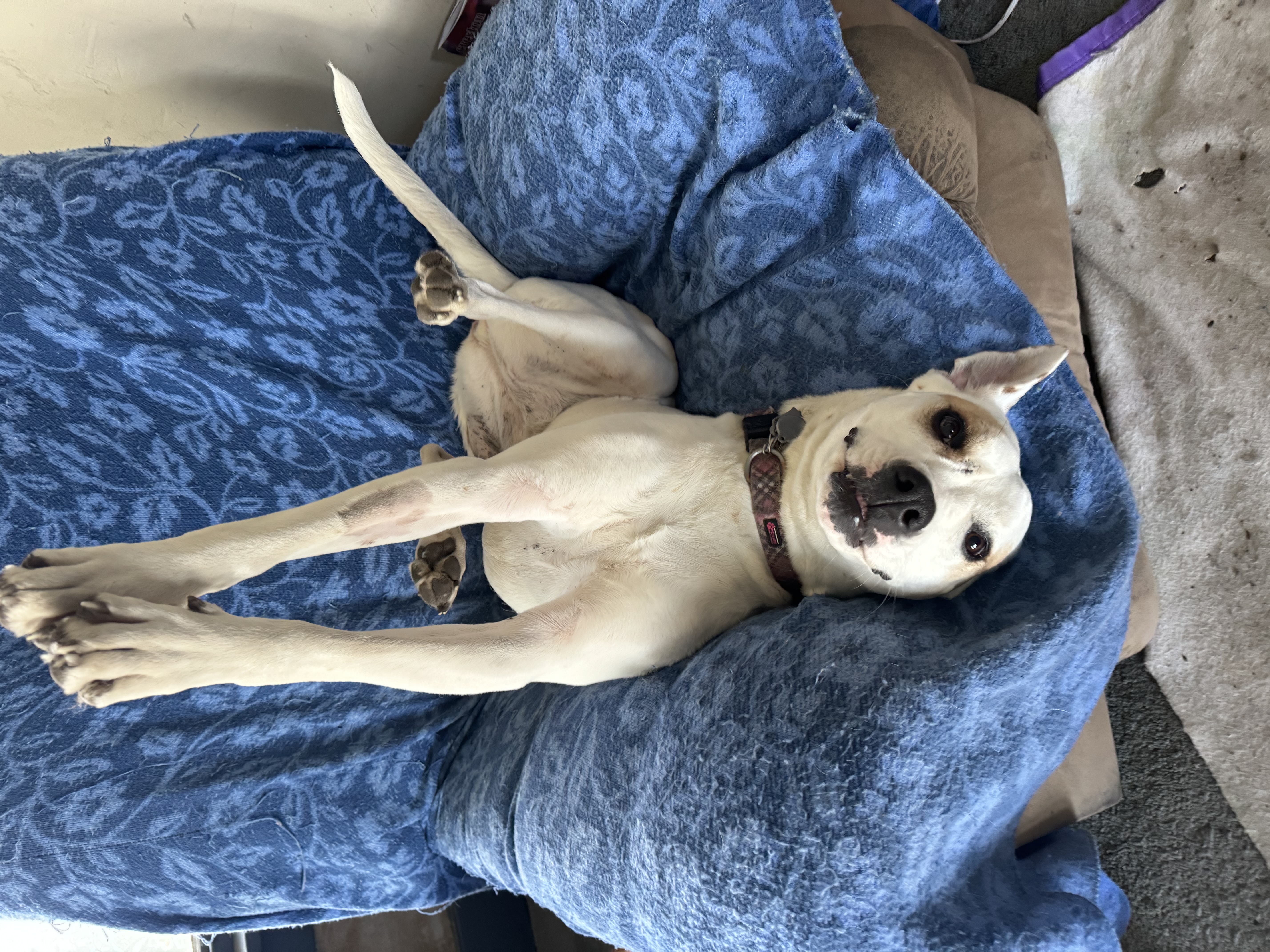 Enlarge Freya, a Adoptable mixed breed in Creston, IA image 4/6