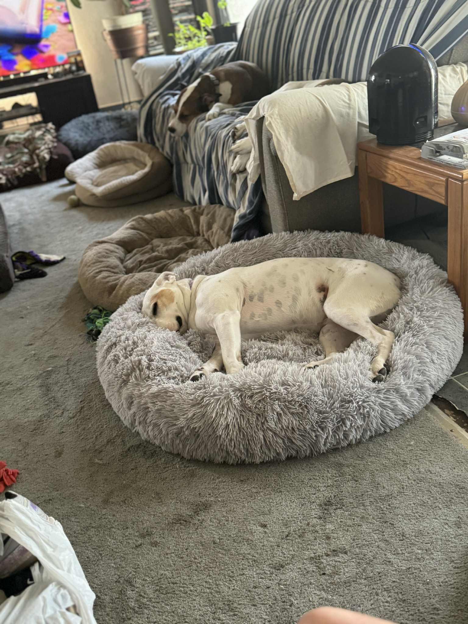 Enlarge Freya, a Adoptable mixed breed in Creston, IA image 3/6