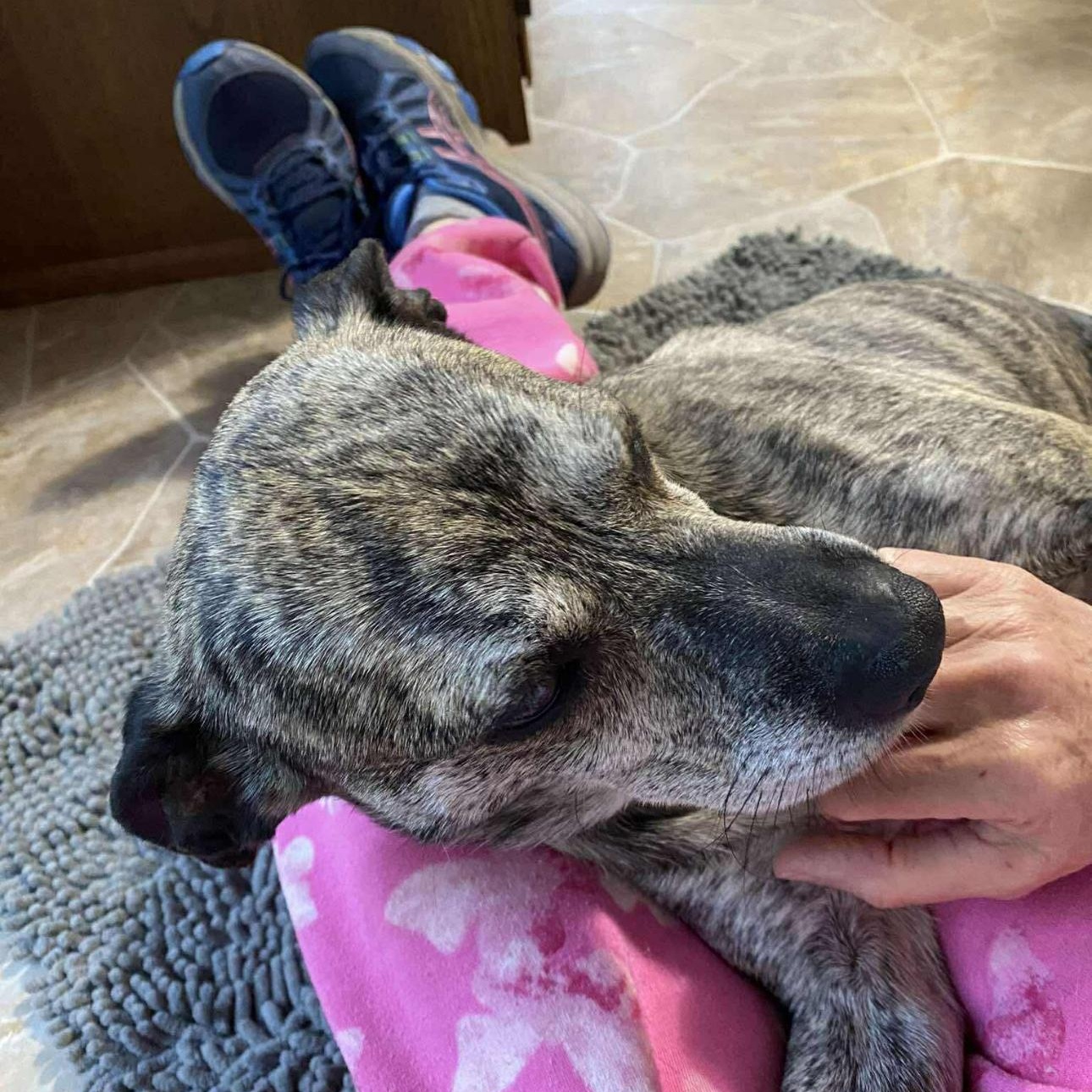 Enlarge 2152 Kipper, a ADOPTABLE mixed breed in Springfield, MO image 3/4