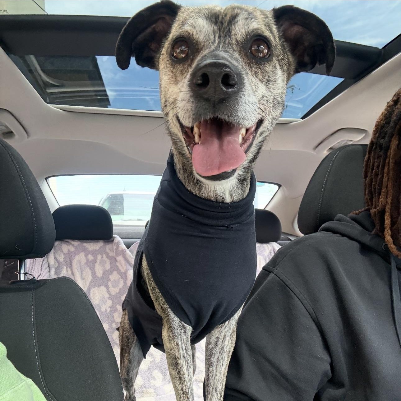 2152 Kipper, ADOPTABLE, Adult Male Italian Greyhound & Chihuahua.