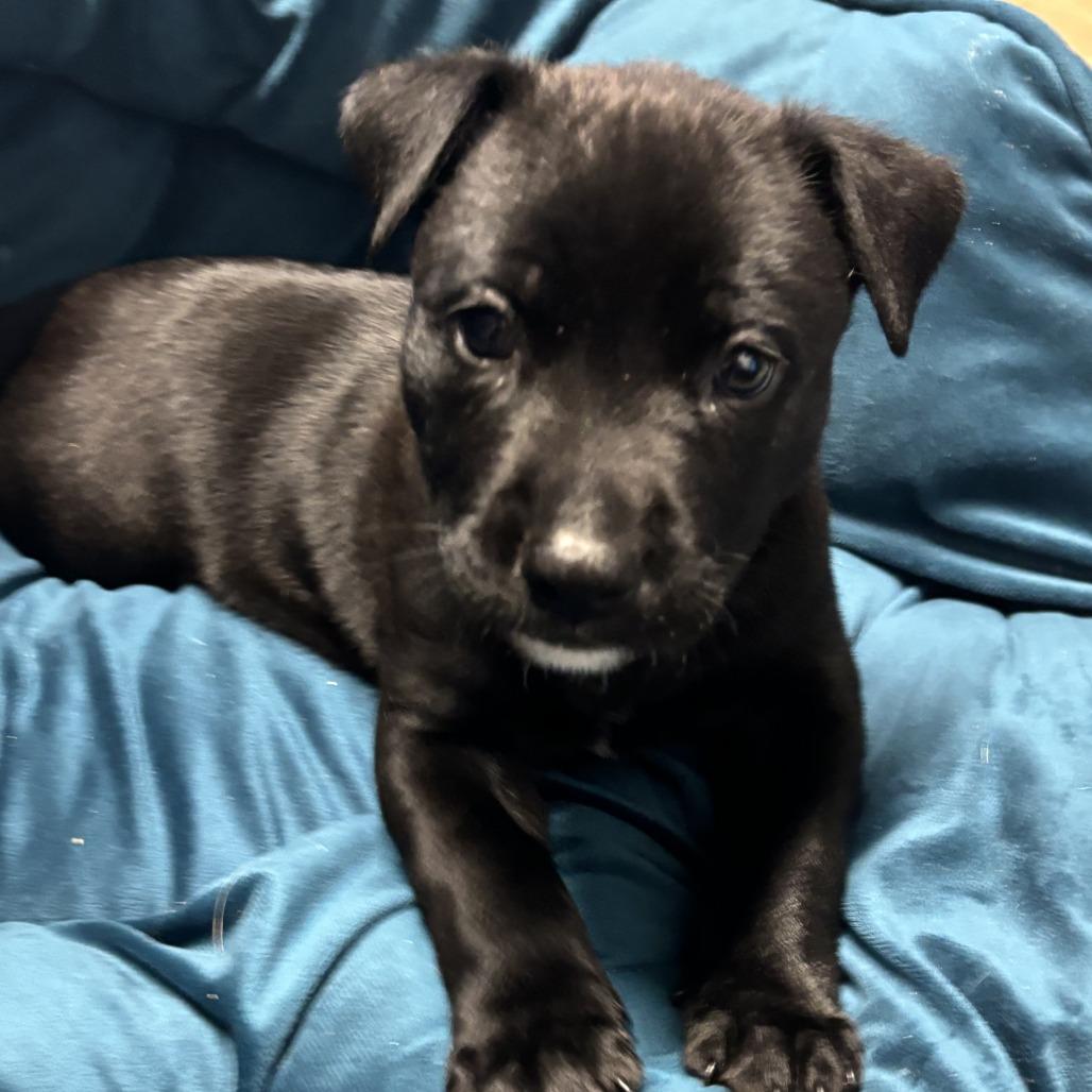 Stephanie, a Adoptable mixed breed in Oceanside, CA image 2/6