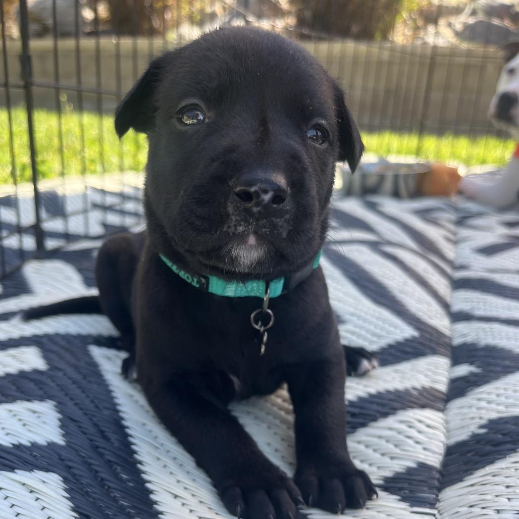 Stephanie, a Adoptable mixed breed in Oceanside, CA image 3/6