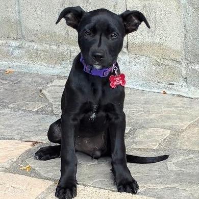 Stephanie, a Adoptable mixed breed in Oceanside, CA image 4/6