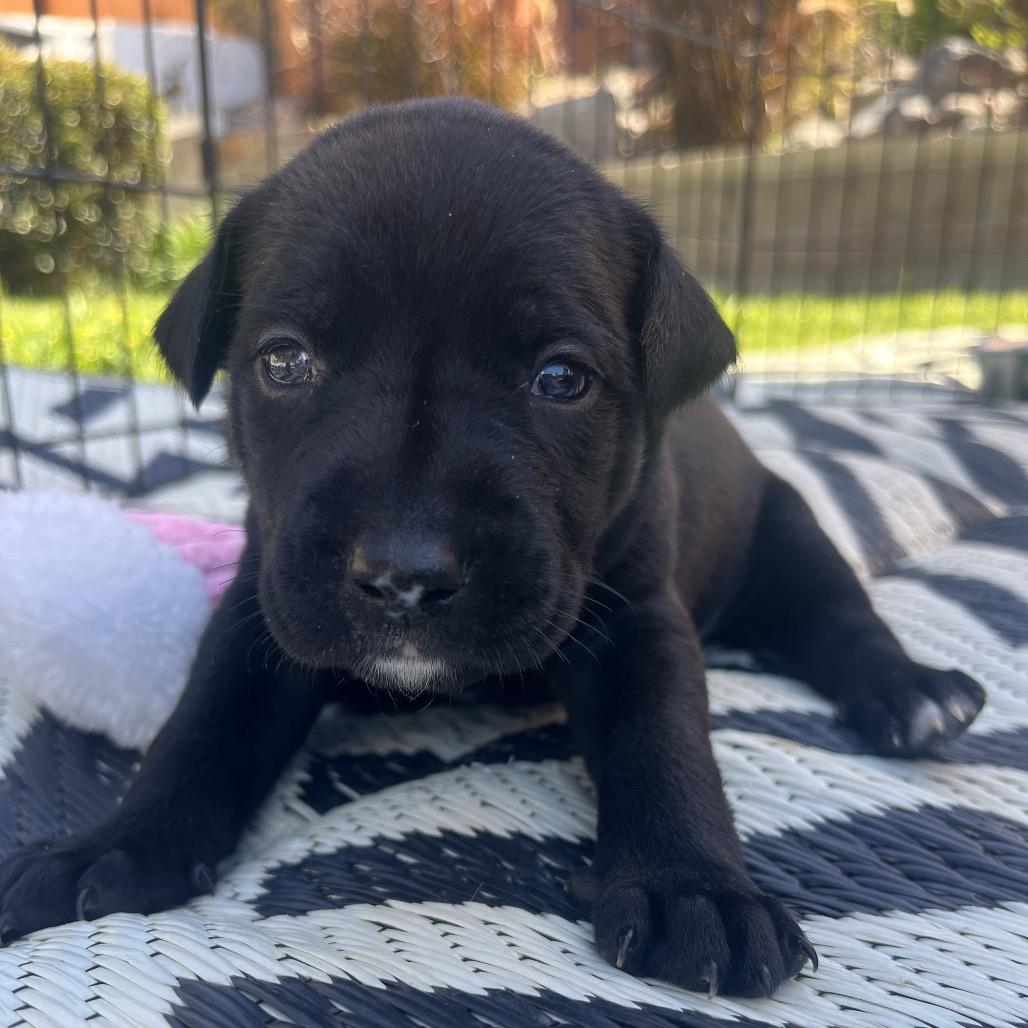 Stephanie, a Adoptable mixed breed in Oceanside, CA image 6/6