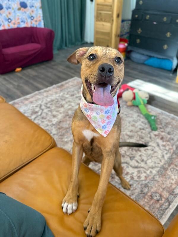 Penny Pocket Pittie — thumbnail 5