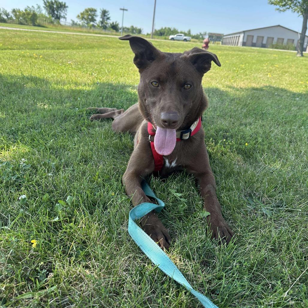 Enlarge Oso, a Adoptable mixed breed in Chariton, IA image 1/6