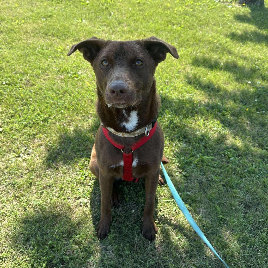 Enlarge Oso, a Adoptable mixed breed in Chariton, IA image 5/6