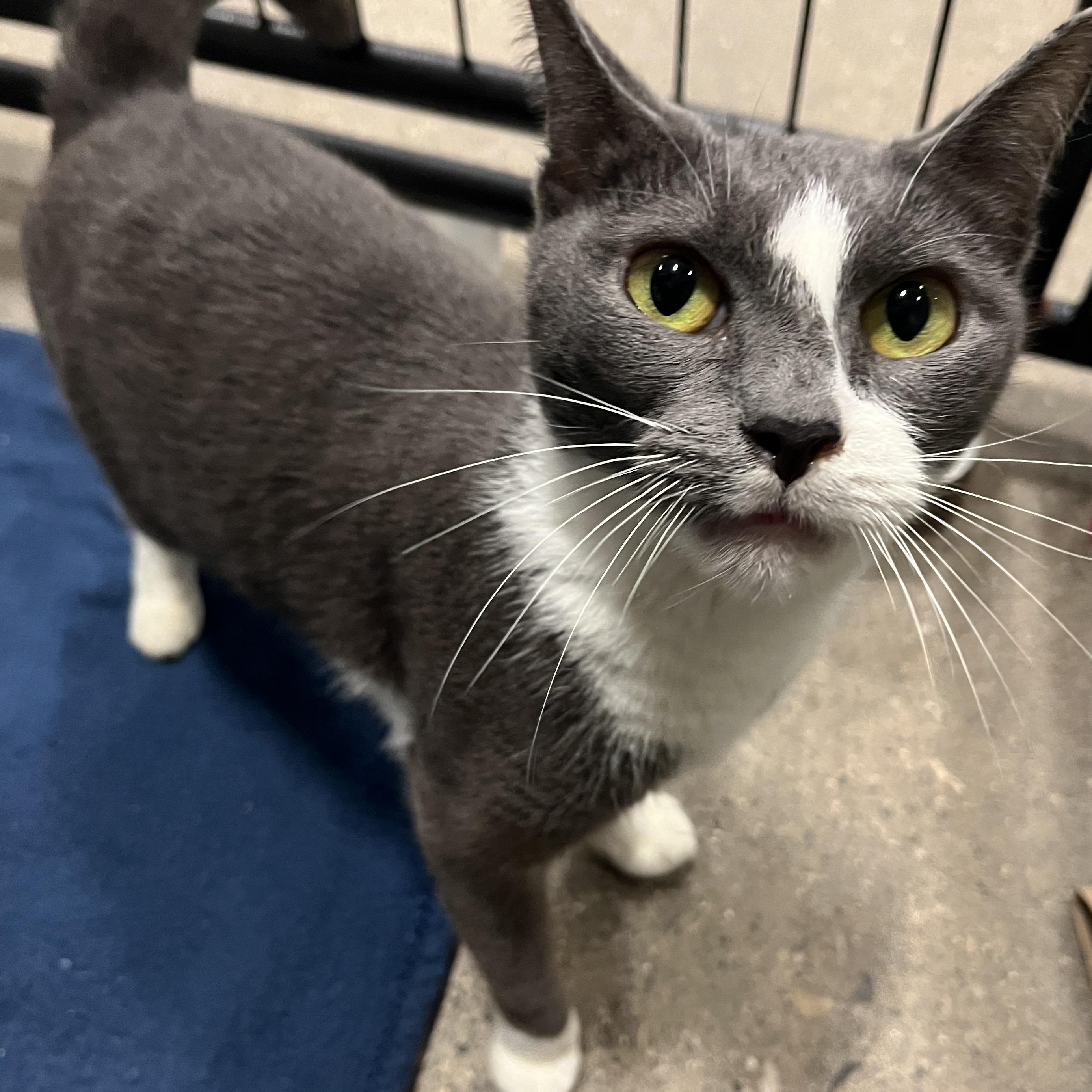 Enlarge Magik, a Adoptable mixed breed in Columbus, OH image 4/6