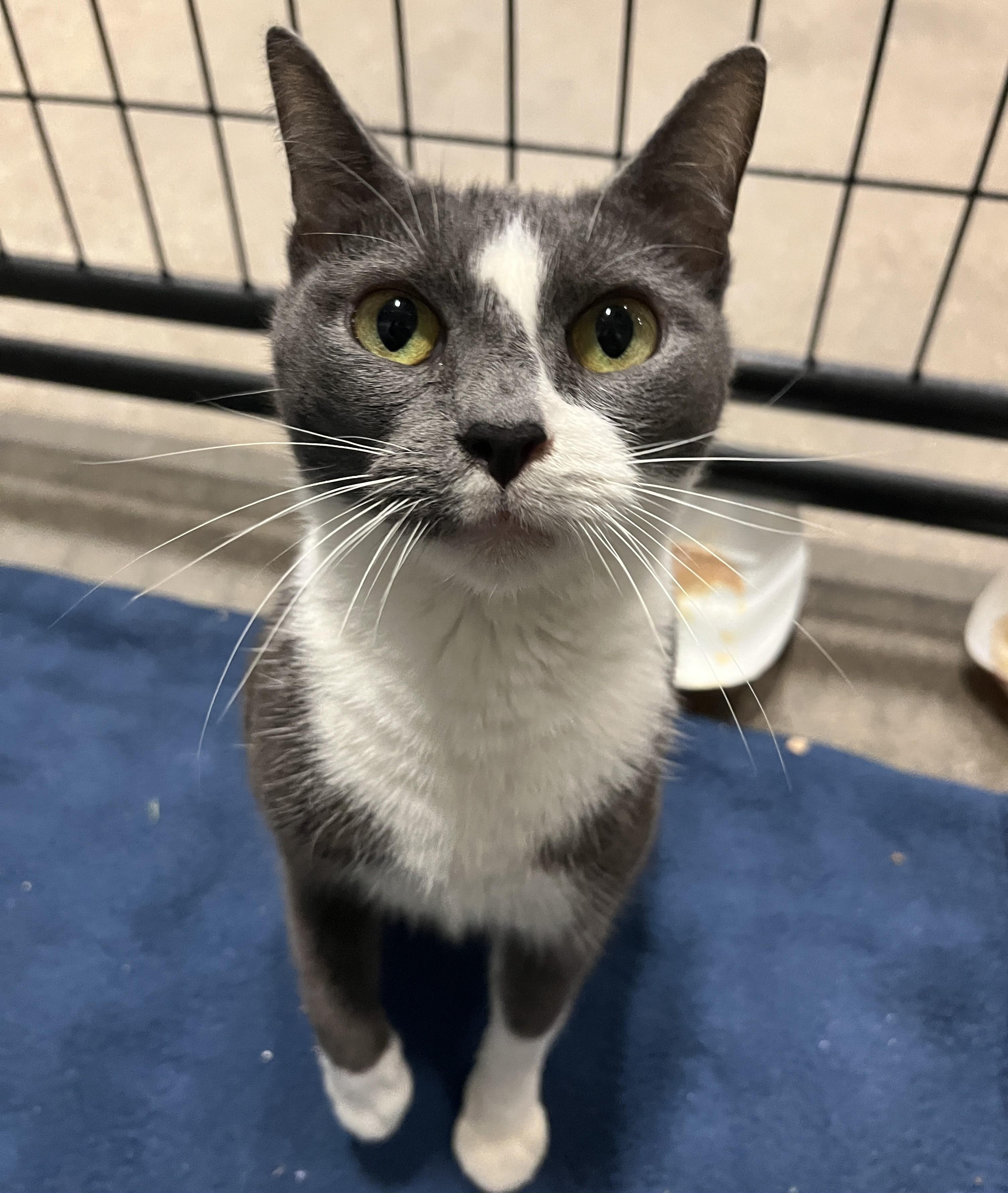 Magik, Adoptable, Adult Female Domestic Short Hair.