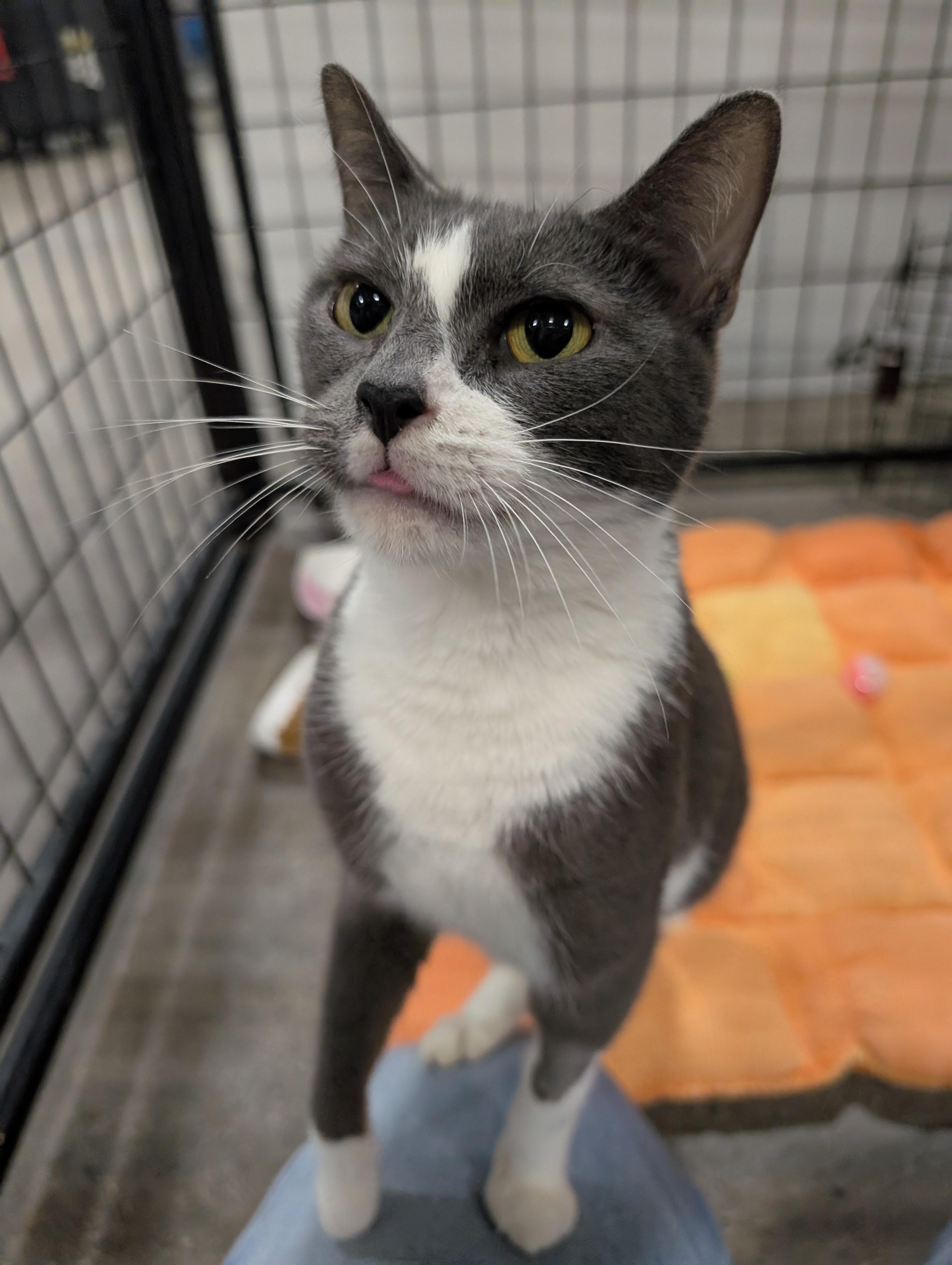 Enlarge Magik, a Adoptable mixed breed in Columbus, OH image 5/6