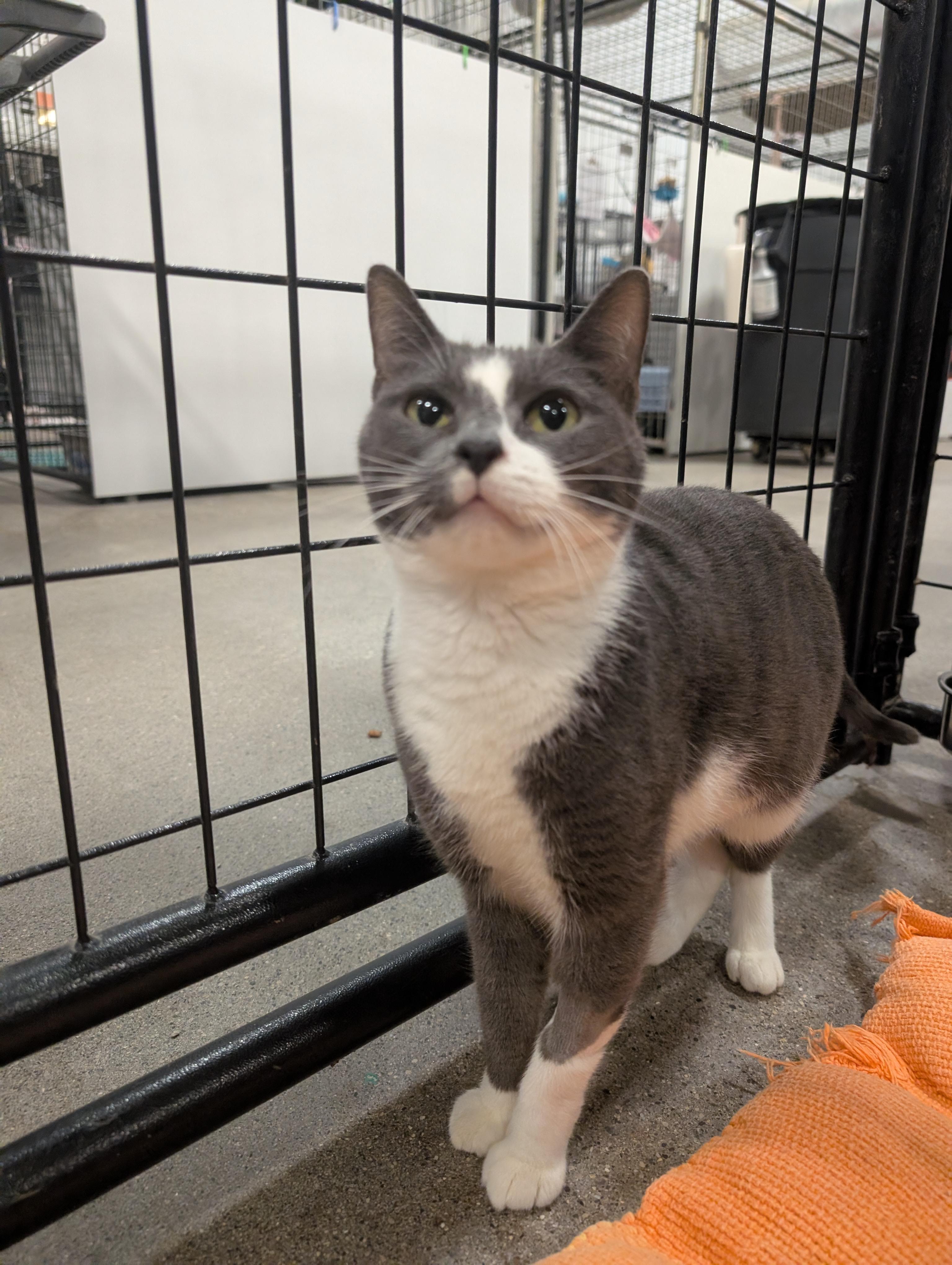 Enlarge Magik, a Adoptable mixed breed in Columbus, OH image 3/6