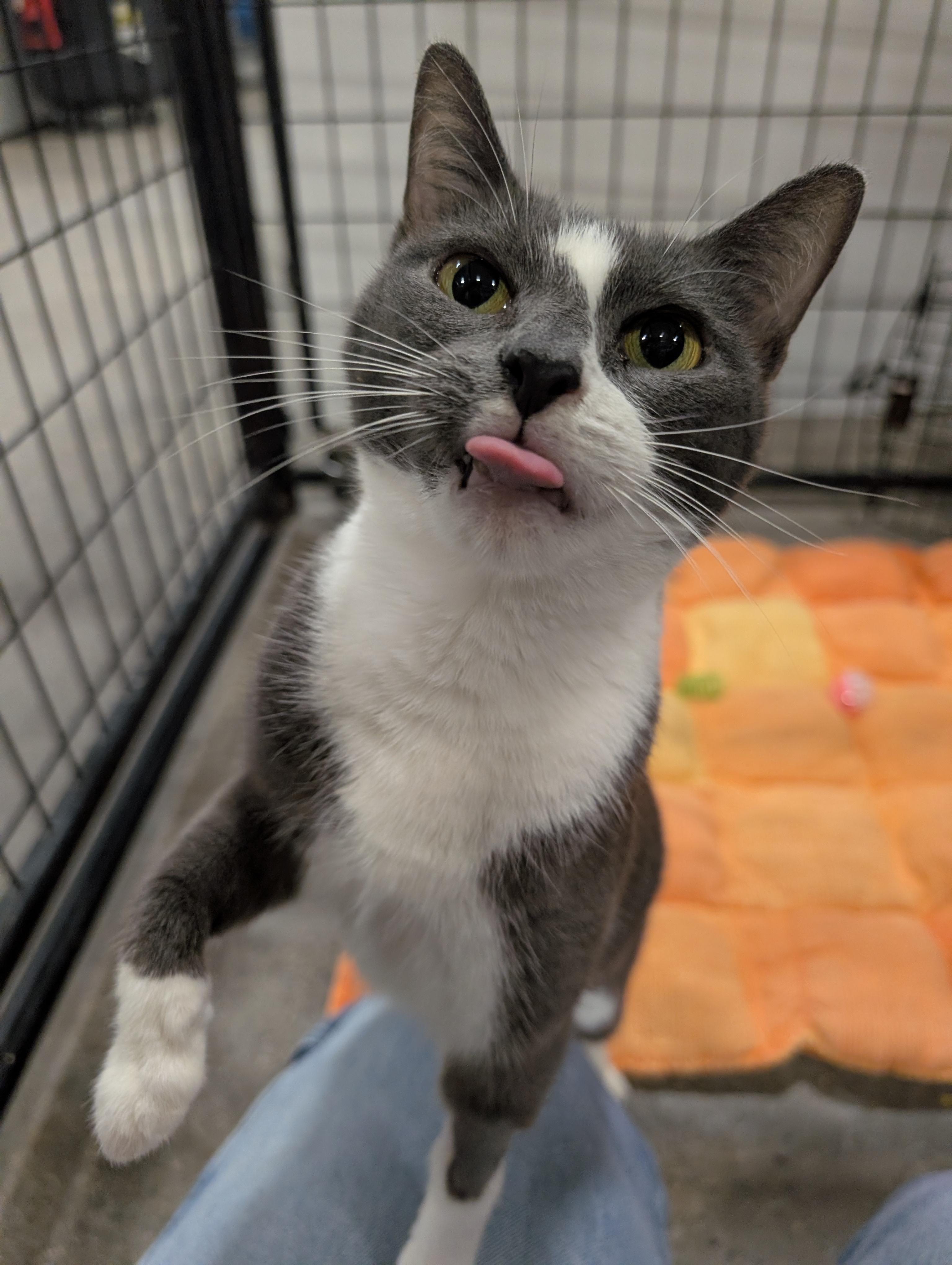 Enlarge Magik, a Adoptable mixed breed in Columbus, OH image 6/6
