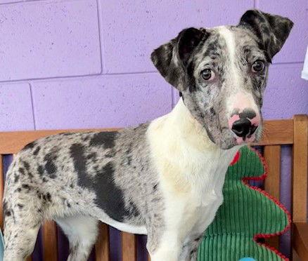 **PEYTON**, Adoptable, Young Female Australian Shepherd.