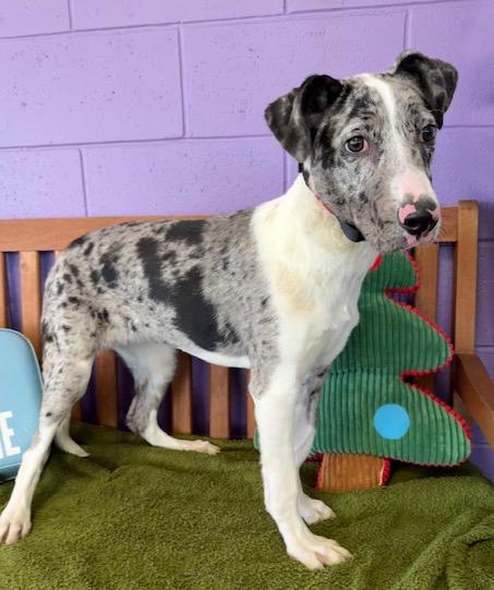 Enlarge **PEYTON**, a Adoptable Australian Shepherd in North Prairie, WI image 2/2