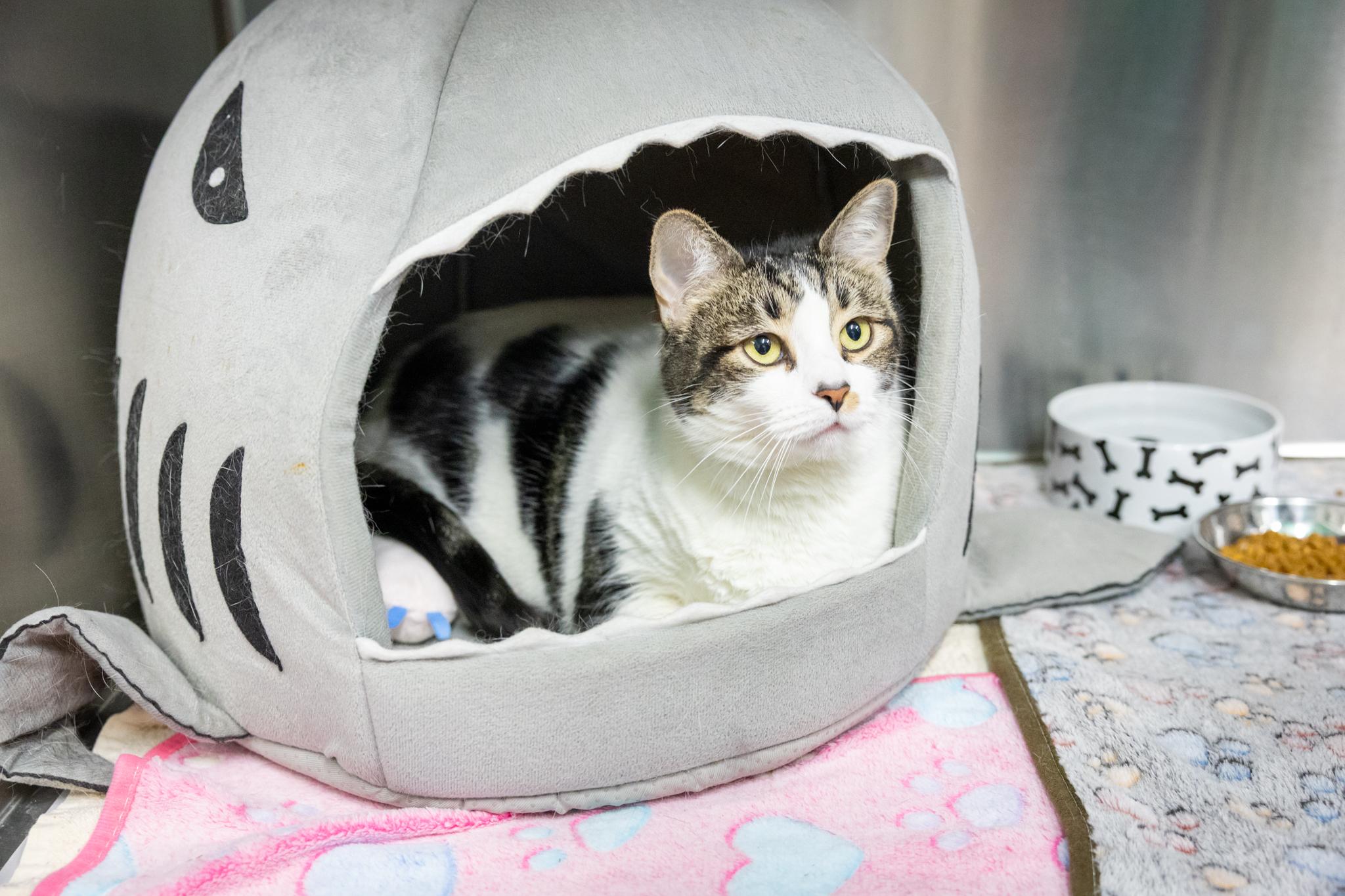Buscemi, a ADOPTABLE Domestic Short Hair in Hamilton, ON image 2/3
