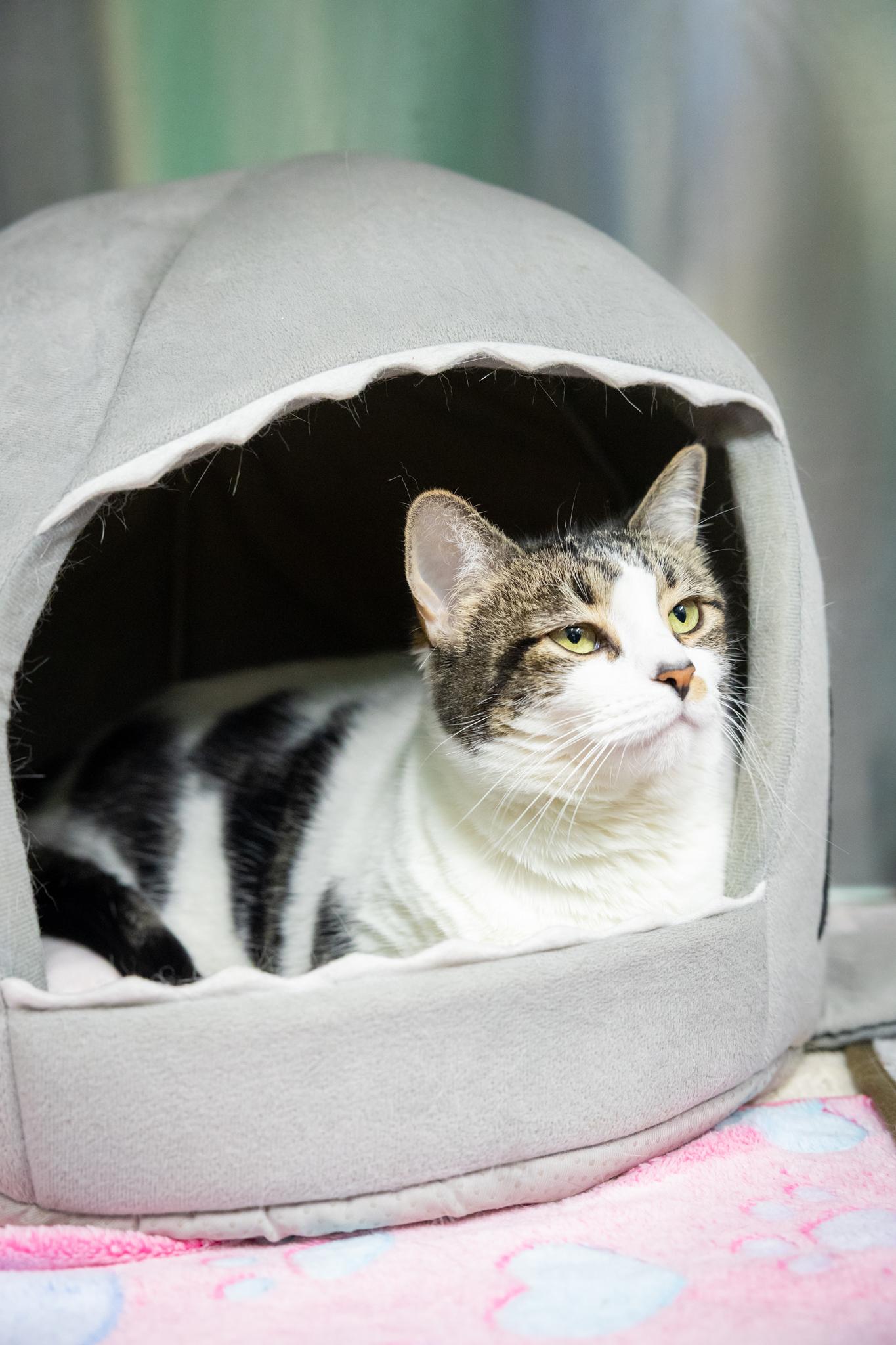 Buscemi, a ADOPTABLE Domestic Short Hair in Hamilton, ON image 3/3