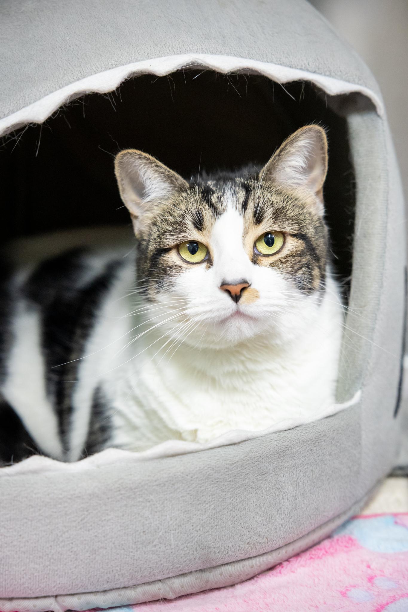 Buscemi, a ADOPTABLE Domestic Short Hair in Hamilton, ON image 1/3