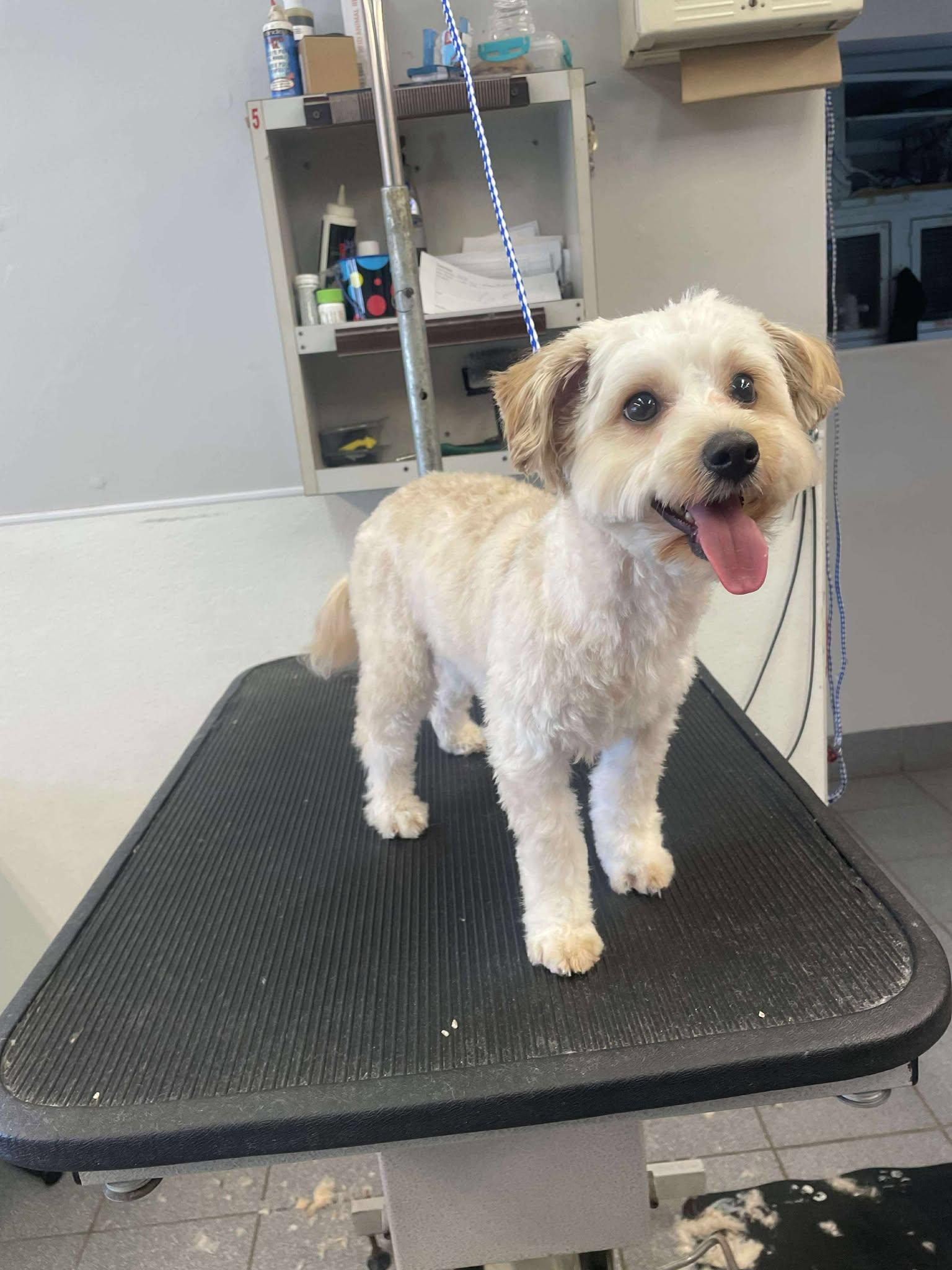 Enlarge Ruffles, a Adopted Maltese in Bothell, WA image 1/1