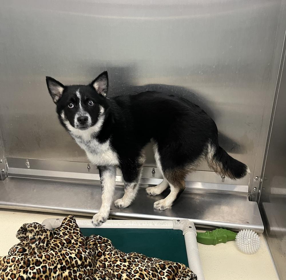 Nakita, Adoptable, Young Female Australian Shepherd & Husky.