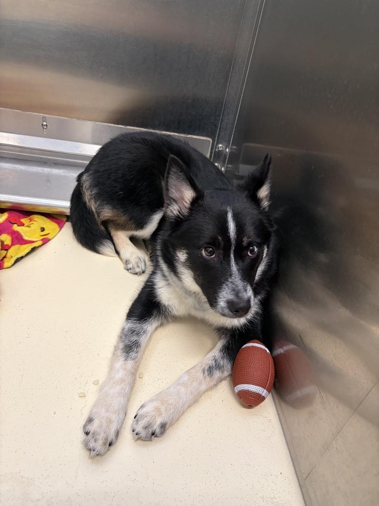 Enlarge Nakita, a Adoptable mixed breed in Kalamazoo, MI image 2/2