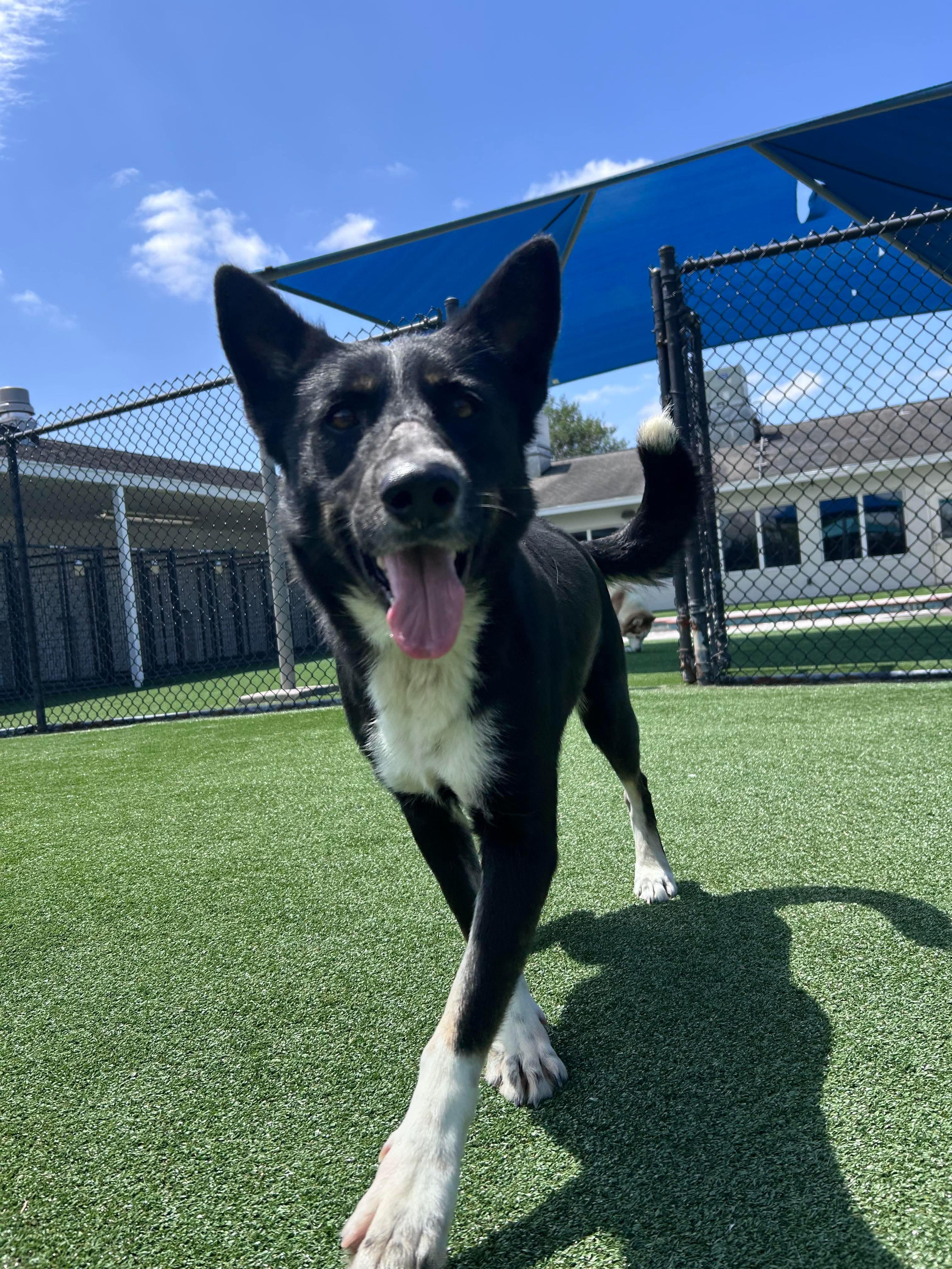 Faye, Adult Female Mixed Breed