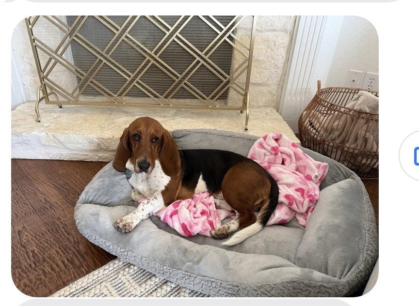 Millie, Adopted, Adult Female Basset Hound.