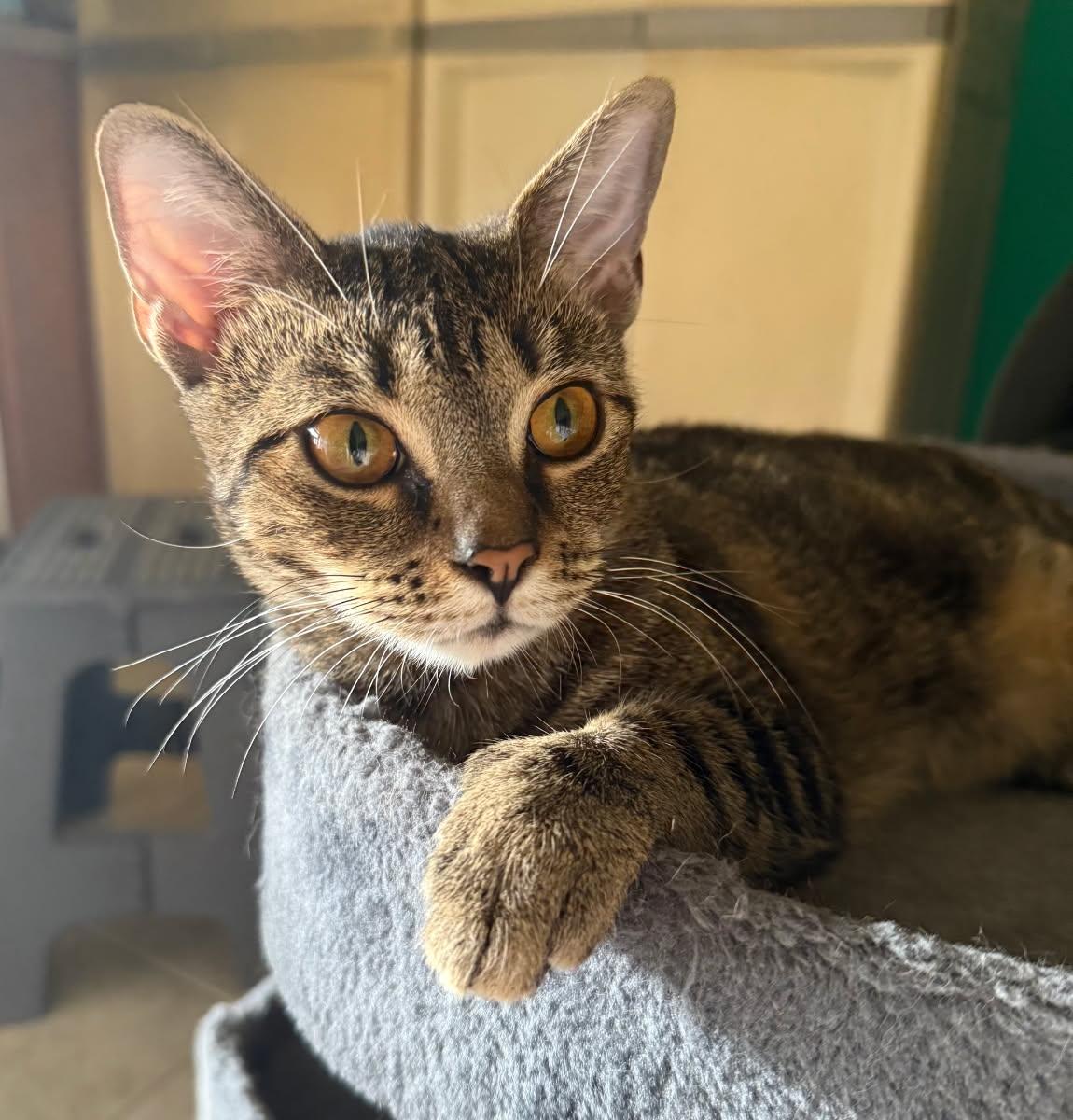 Enlarge Lili, a Adoptable Domestic Short Hair in Orlando, FL image 6/6