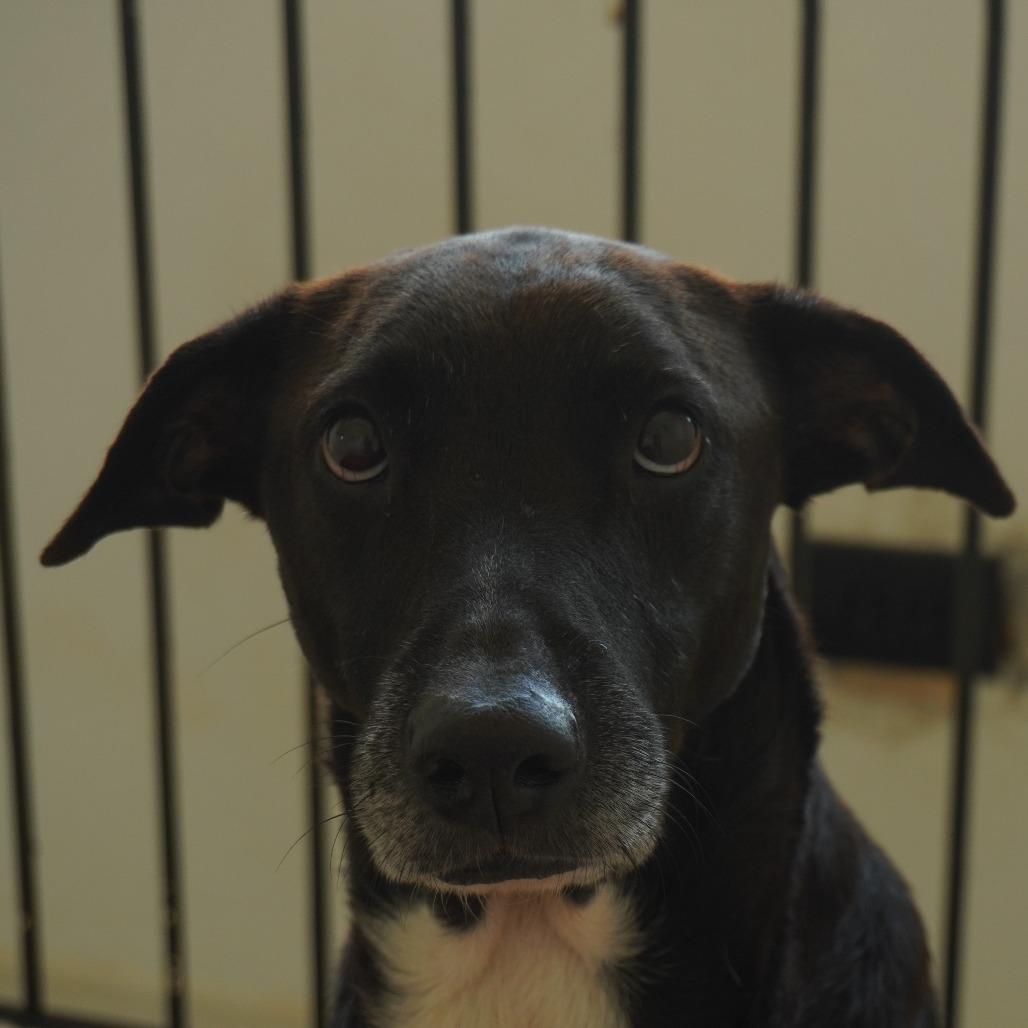 Enlarge Opa, a Adoptable Labrador Retriever in San Juan, PR image 1/4