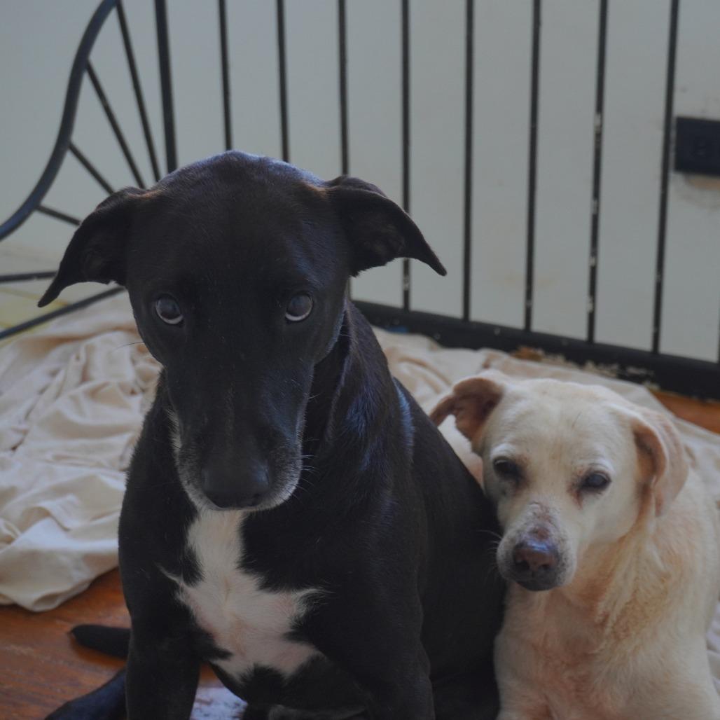 Enlarge Opa, a Adoptable Labrador Retriever in San Juan, PR image 2/4