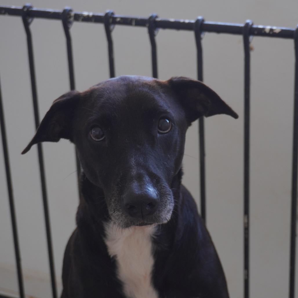 Enlarge Opa, a Adoptable Labrador Retriever in San Juan, PR image 4/4