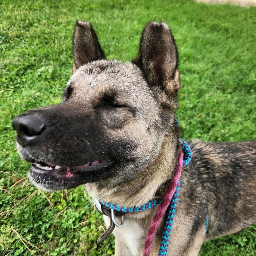 Pearlena, Adoptable, Adult Female Akita.