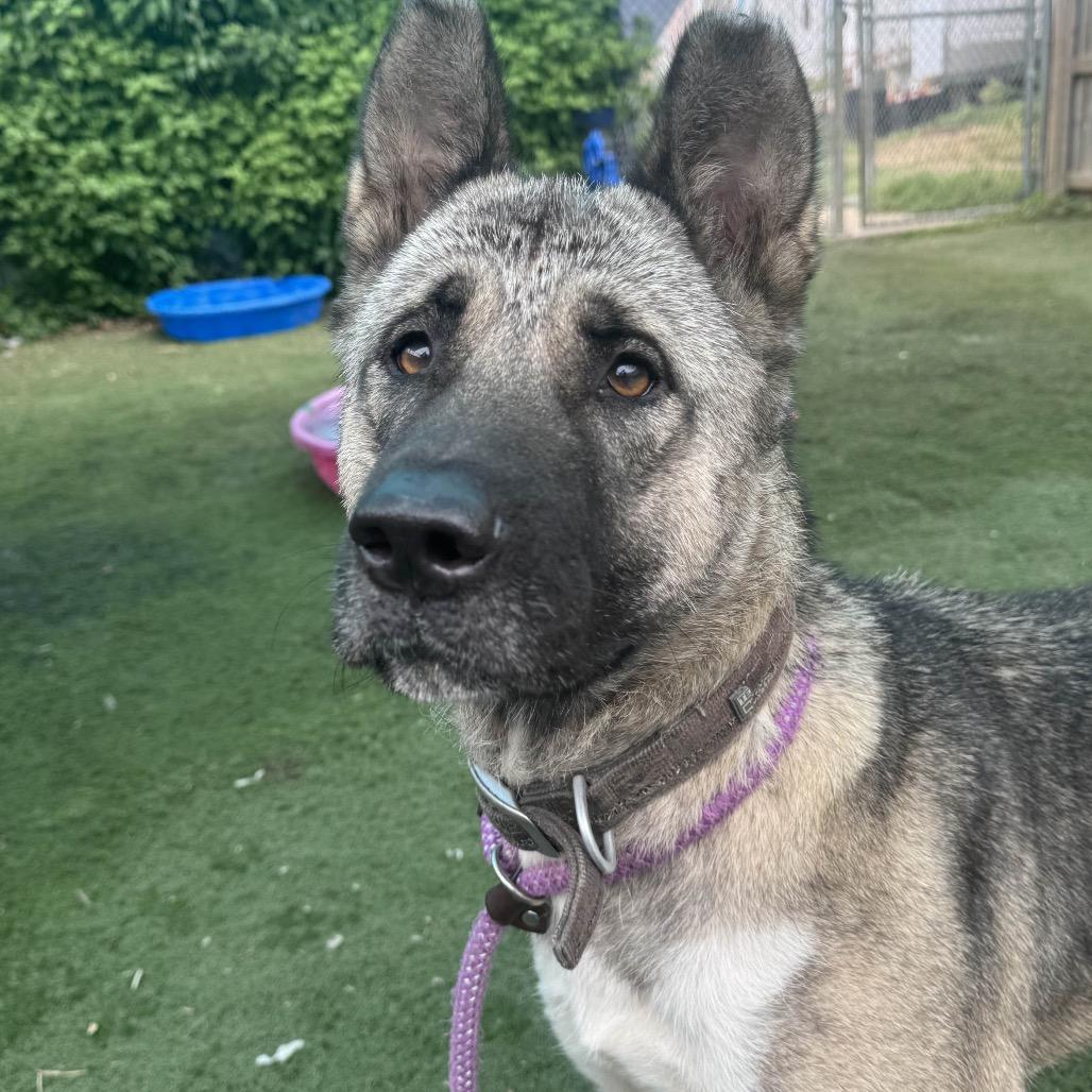 Enlarge Pearlena, a Adoptable Akita in St. Louis, MO image 4/6