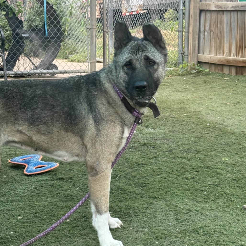 Enlarge Pearlena, a Adoptable Akita in St. Louis, MO image 5/6
