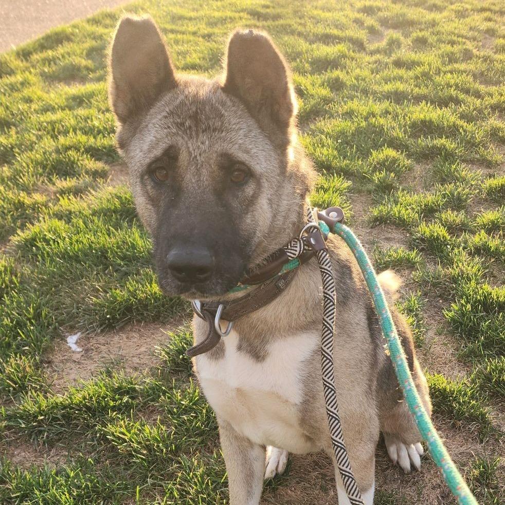 Enlarge Pearlena, a Adoptable Akita in St. Louis, MO image 6/6